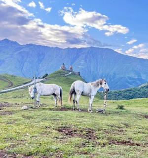 两匹马站在山上,背景是群山