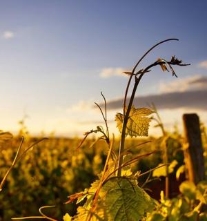 a field of yellow flowers in front of a fence