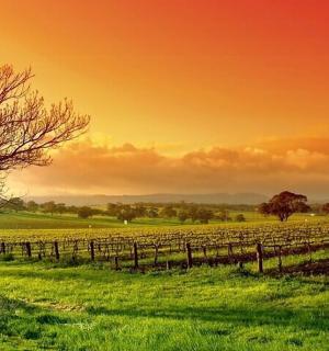 田野里有一棵树，有篱笆