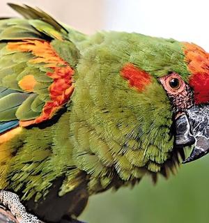 a colorful bird is sitting on a branch