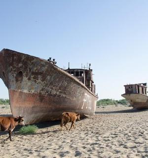海滩上,两头牛站在一艘旧船旁边