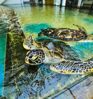 three turtles in the water in a pool