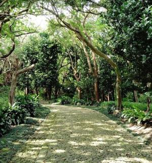 a dirt road in a forest with trees