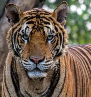 一只老虎站在一棵树旁边