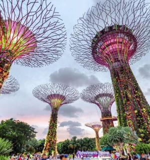 公园里一组不同颜色的树木