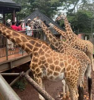 skupina žiraf stojící vedle plotu