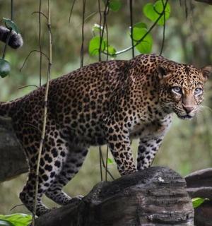 一只豹子站在岩石顶上