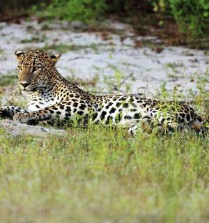 a leopard laying on a rock in the grass