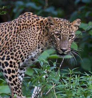 a leopard is standing in a tree
