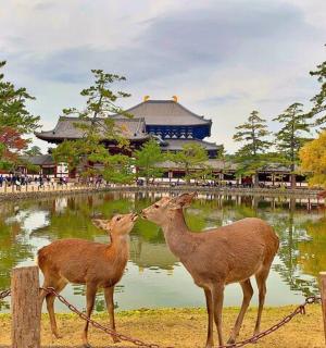 two deer standing in front of a pond