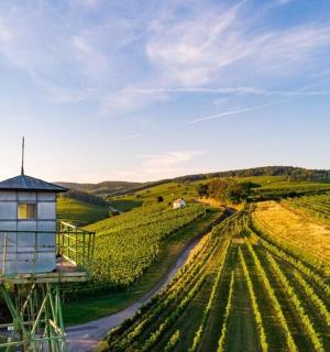 una torre al mig d'una vinya amb un camí