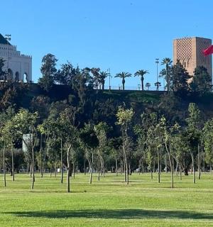 一片绿色的田野,山上有棕榈树和建筑物