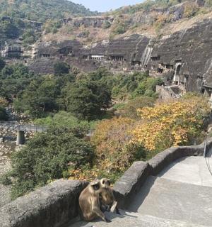 kráva ležící na svahu hory