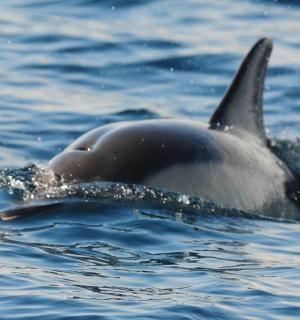 a dolphin swimming in the water