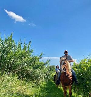 muž jedoucí na koni v poli