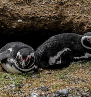 两只企鹅躺在洞穴前的地上