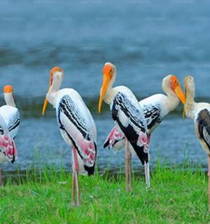 skupina ptáků stojících v trávě u vody