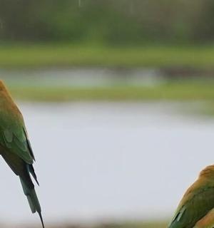 dva ptáci sedí na větvi stromu