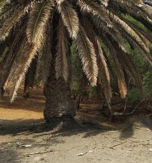 a palm tree with a sign in front of it