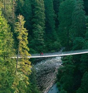 站在森林桥上的人