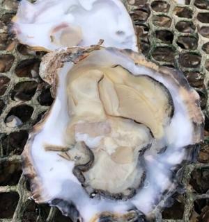 鹅卵石上的牡蛎壳