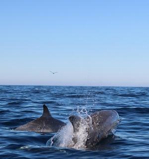 一对海豚在水中游泳