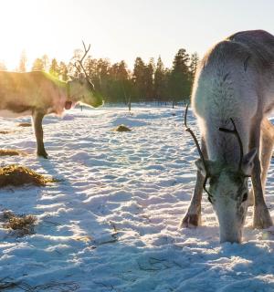 两只动物站在雪地里