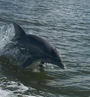 一只海豚在水中奔跑