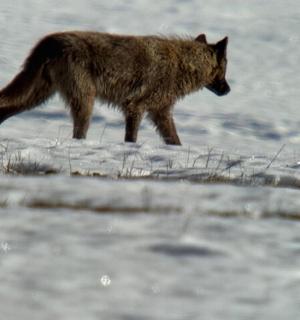 a wolf walking across a snow covered field