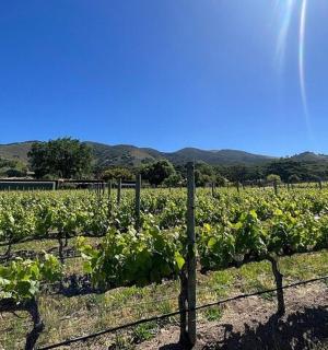 a row of cabbage plants in a field