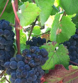 two bunches of grapes hanging on a vine
