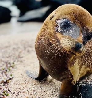 eine Robbe sitzt auf einem Felsen am Strand