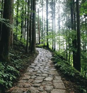 un sentiero di pietre in una foresta con alberi