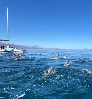 a group of dolphins in the water near a boat