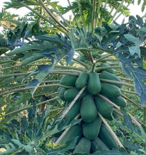 a bunch of green bananas hanging from a tree