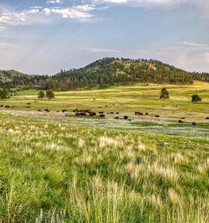 un ramat de bestiar pasturant en un camp d'herba
