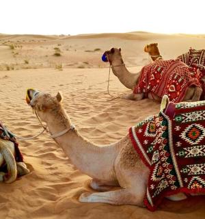 tři velbloudi sedící v písku v poušti