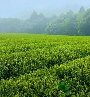 一片绿色的农田，背景是寺庙