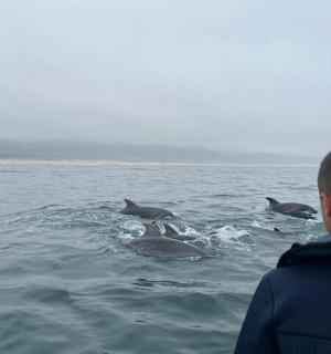 一名男子正在水中观看三只海豚