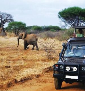 a jeep with people in it driving past an elephant