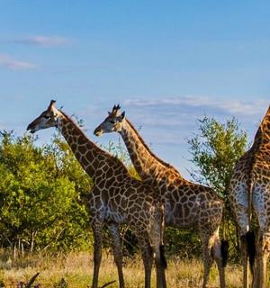 a group of giraffes standing in a field