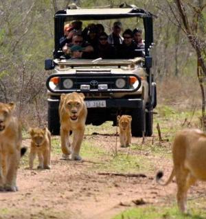 a group of lions walking in front of a jeep