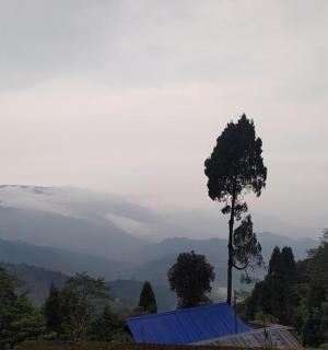 一棵树，位于一座蓝色屋顶的房子顶上