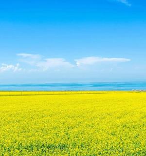 velké žluté řepkové pole pod modrou oblohou