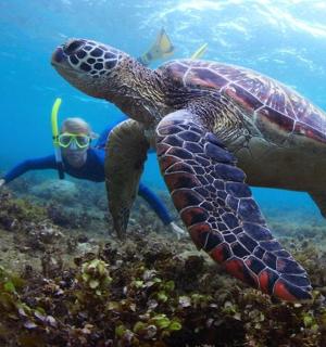 一名男子在海龟旁边游泳