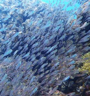 a large group of fish swimming in the water