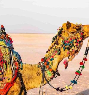 velbloud je oděný v korálcích a aoti