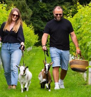 a man and woman walking their goats through a vineyard