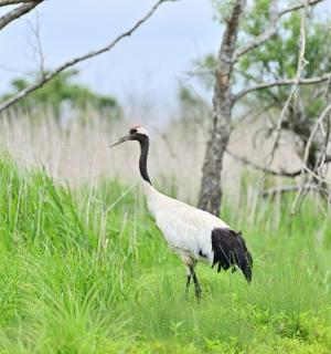 a bird standing in a field of tall grass