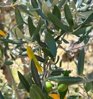 un albero con frutti verdi e gialli